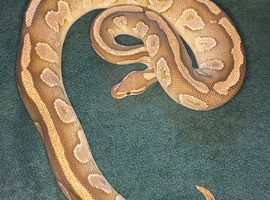 Ball pythons for new homes urgent