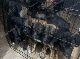 Puppies German Shepherd x Saluko x Dutch Harder