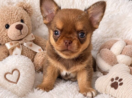 Two chihuahua little boys smoothcoat