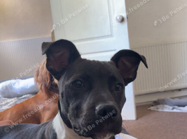 Puppy staffy cross