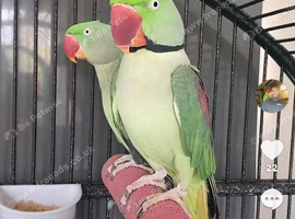 Alexandrine breeding pair