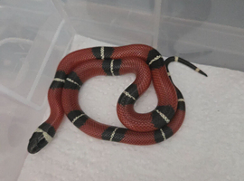 CB25 Sinaloan Milk Snakes
