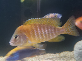 Male alounacara