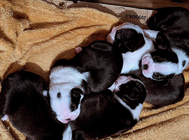 KC registered Boston terrier puppies