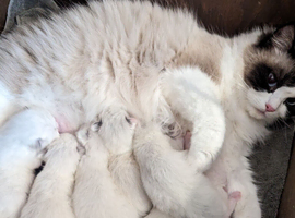 Beautifully Ragdoll babies