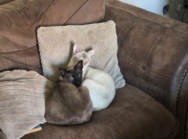 1 Female Seal Point & 1 Female Tabby Siamese