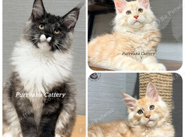 TICA registered Maine coon kittens READY NOW