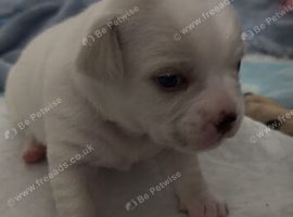 French bulldog x chihuahua puppies