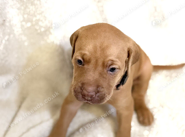 Beautiful Staffy/Viszla Puppies for Loving Homes