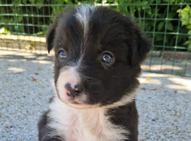 Border Collie puppies