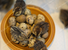 Baby quails