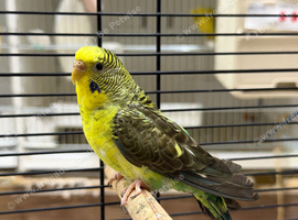 Black wing green female