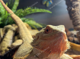 Bonnie the bearded dragon