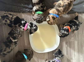 Beautiful frenchie x dachshund pups **6 left**