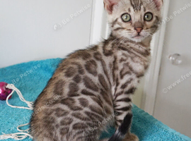 Ready Bengal Girl Kitten