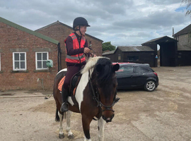 14.3h coloured sport horse Gelding.