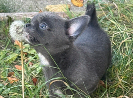 Kc registered smooth coat chihuahua puppies