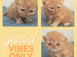 3 red tabby male persian kittens