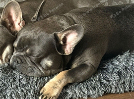 Bohdi -