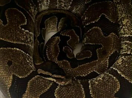 Snake rack and ball python
