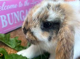 Mini lop rabbits for sale