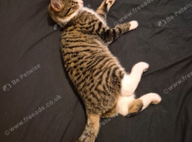 Beautiful young tabby cat