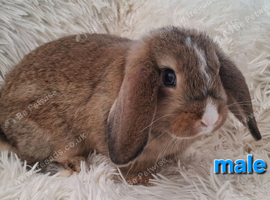 Gorgeous Mini Lop Baby Rabbit For Sale