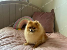 Pomeranian puppies