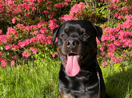 KC Reg Rottweiler For Stud