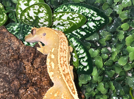 Sub-adult pinstripe Male crested gecko