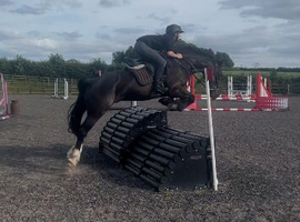 Welsh D gelding