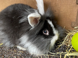 Cute 9 week old Lion lop