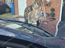 Rehoming 2 begal cross cats