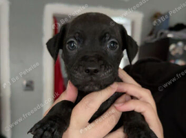 Staffie cross teriror