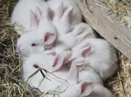 NZW rabbits for sale