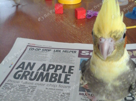 Hand reared cockatiels