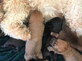 Cockerpoo mix jackawawa