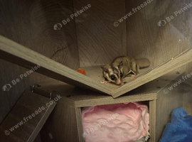 Male sugar glider for sale