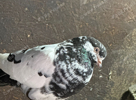 Fantail pairs white