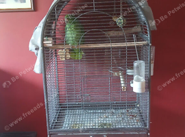 Parrot