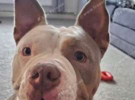 Female pocket bully