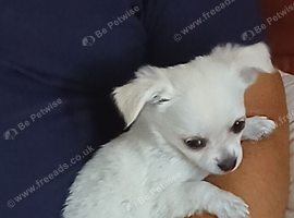 Fluffy chihuahua cupcake