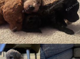 GORGEOUS TOY POODLES PUPPIES!