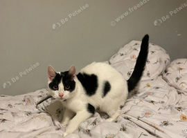 Male kitten