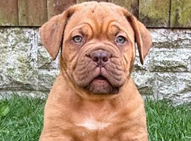 ** world class puppys**