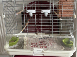 Two pairs of zebra finches