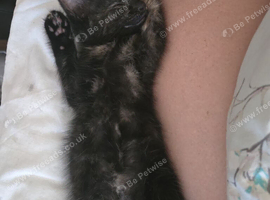 Tortoise shell Turkish angora kitten