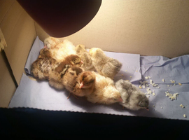 Day old chicks lavender leghorns, marans, cream legbar