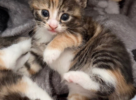 Beautiful kitty&rsquo;s