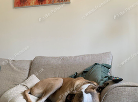 6month old lurcher for sale